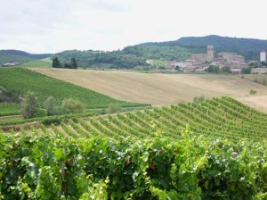 vinyard near Limoux